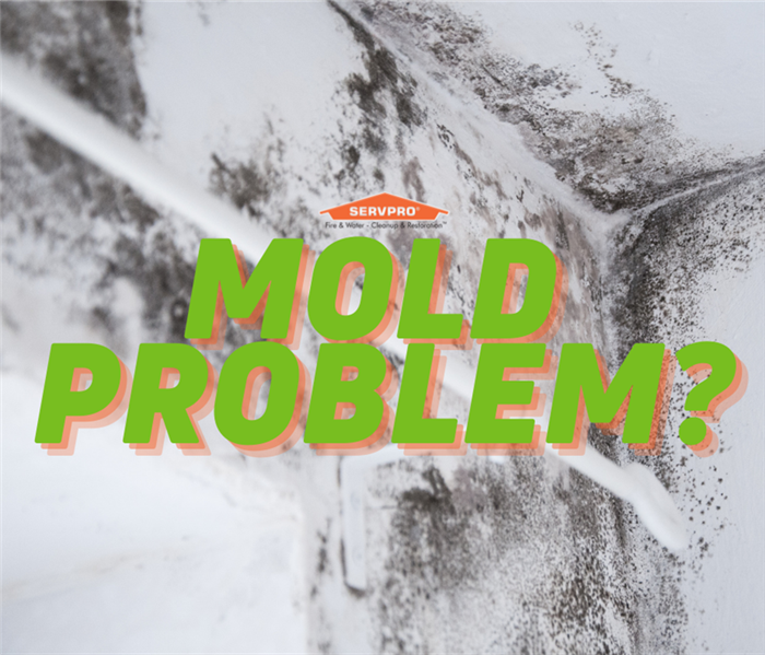 Mold Problem
